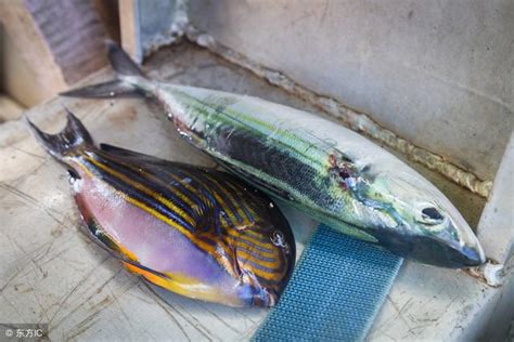 魚死了怎麼辦|死了魚怎麼處理遺體，魚死了怎麼辦